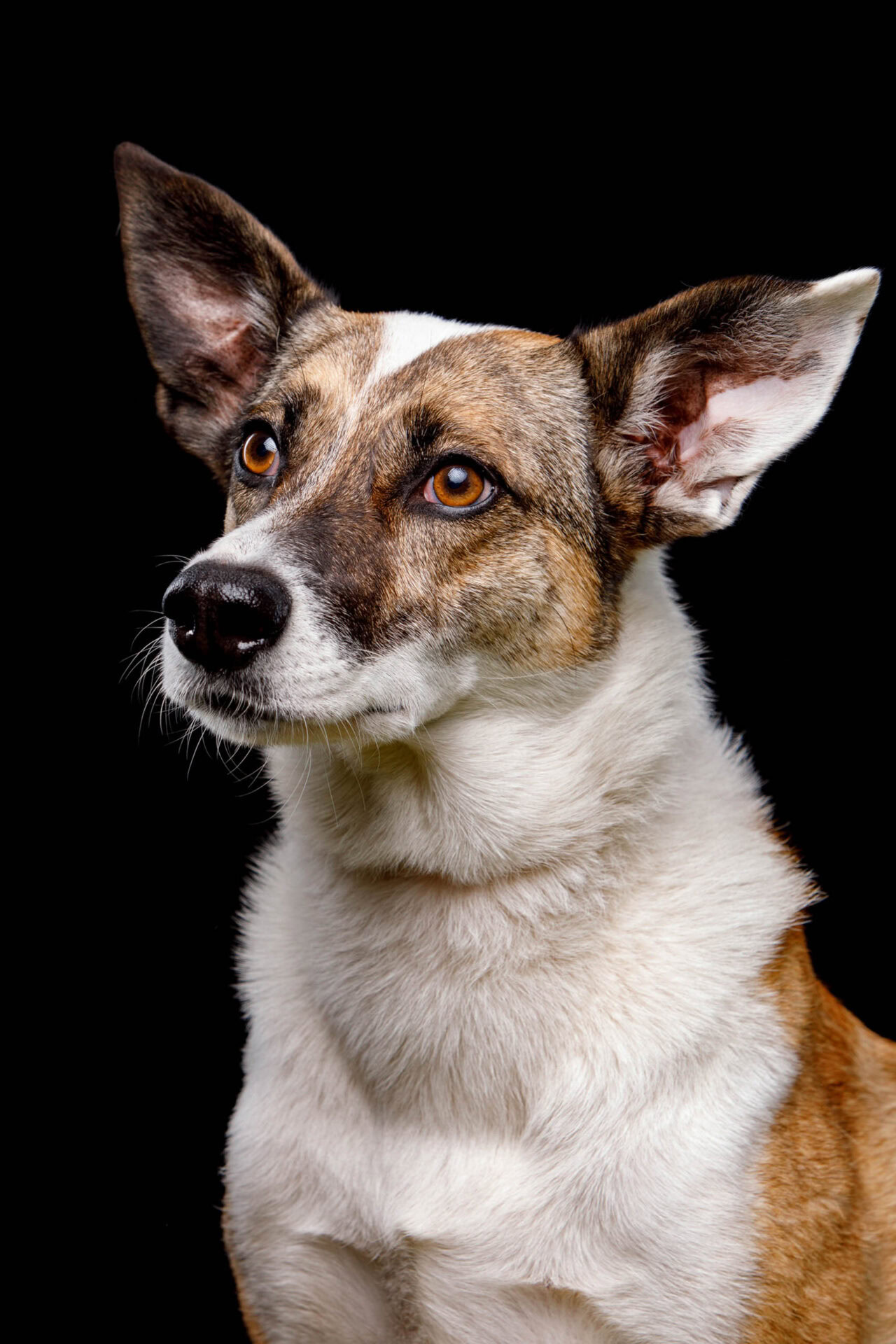 fotoreeks hond studio