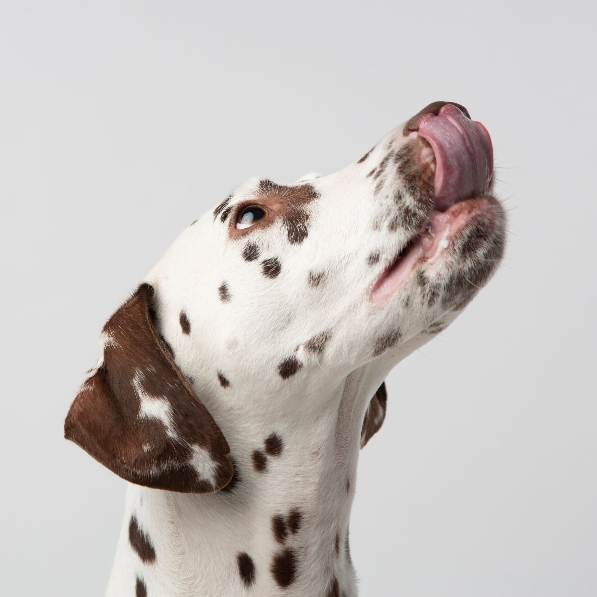 fotoshoot hond achtergrond