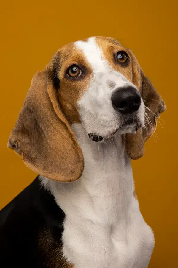 fotoshoot hond.jpg