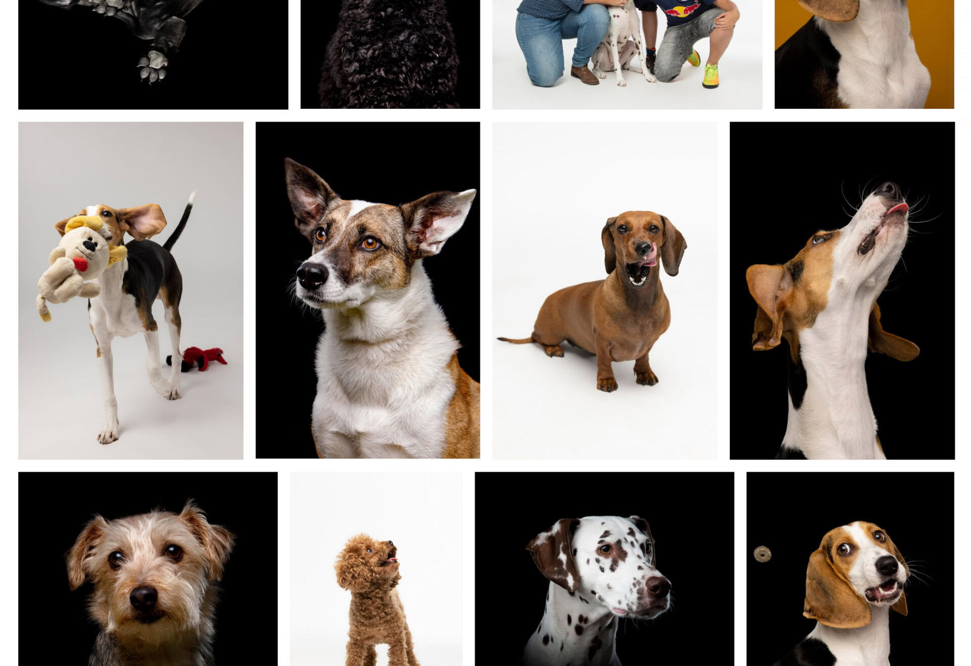 fotoshoot honden almere 1