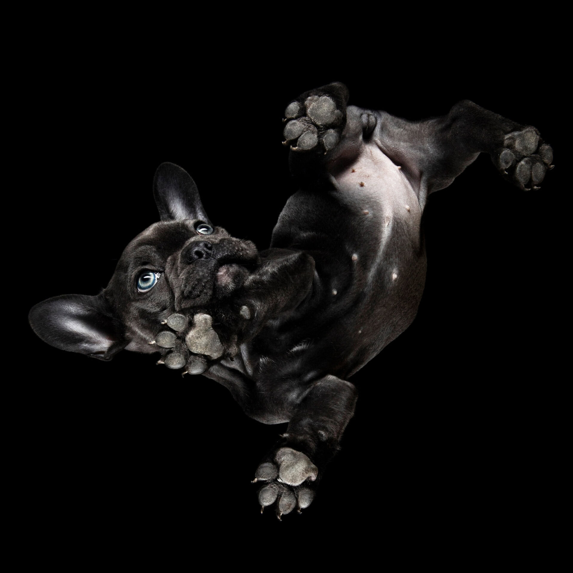 fotostudio87 honden011 1