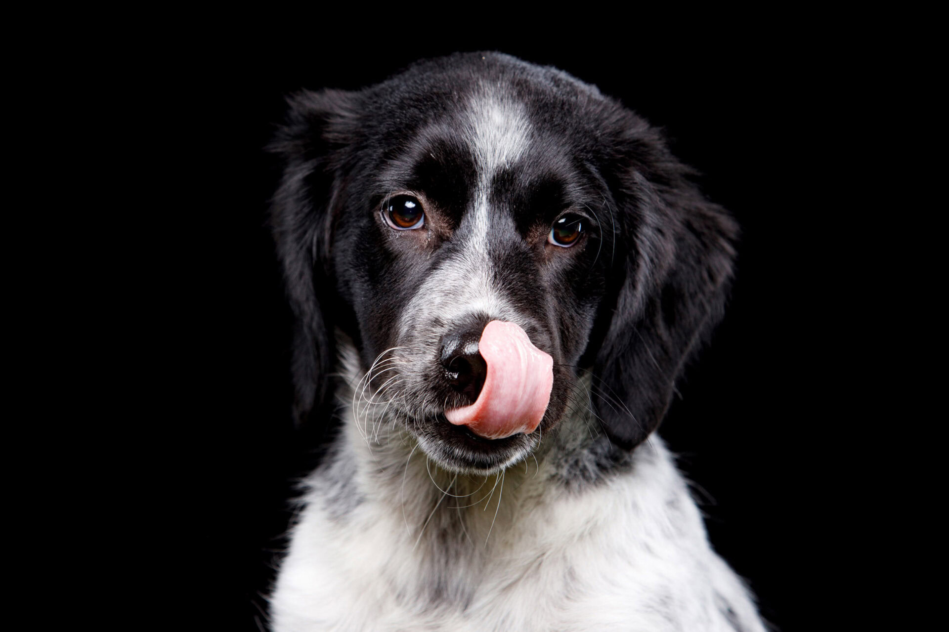 hond kijkt camera portret
