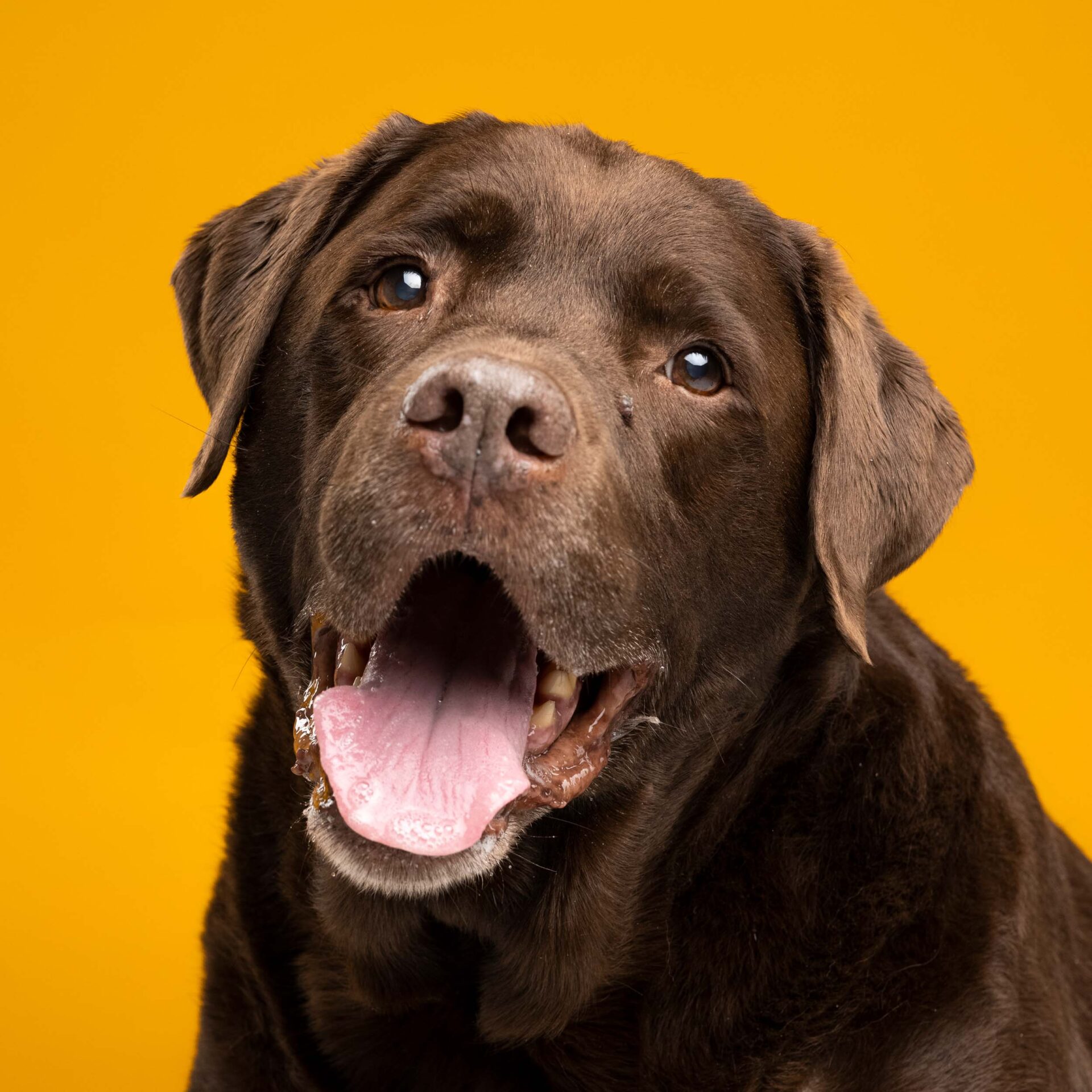 portret hond fotostudio