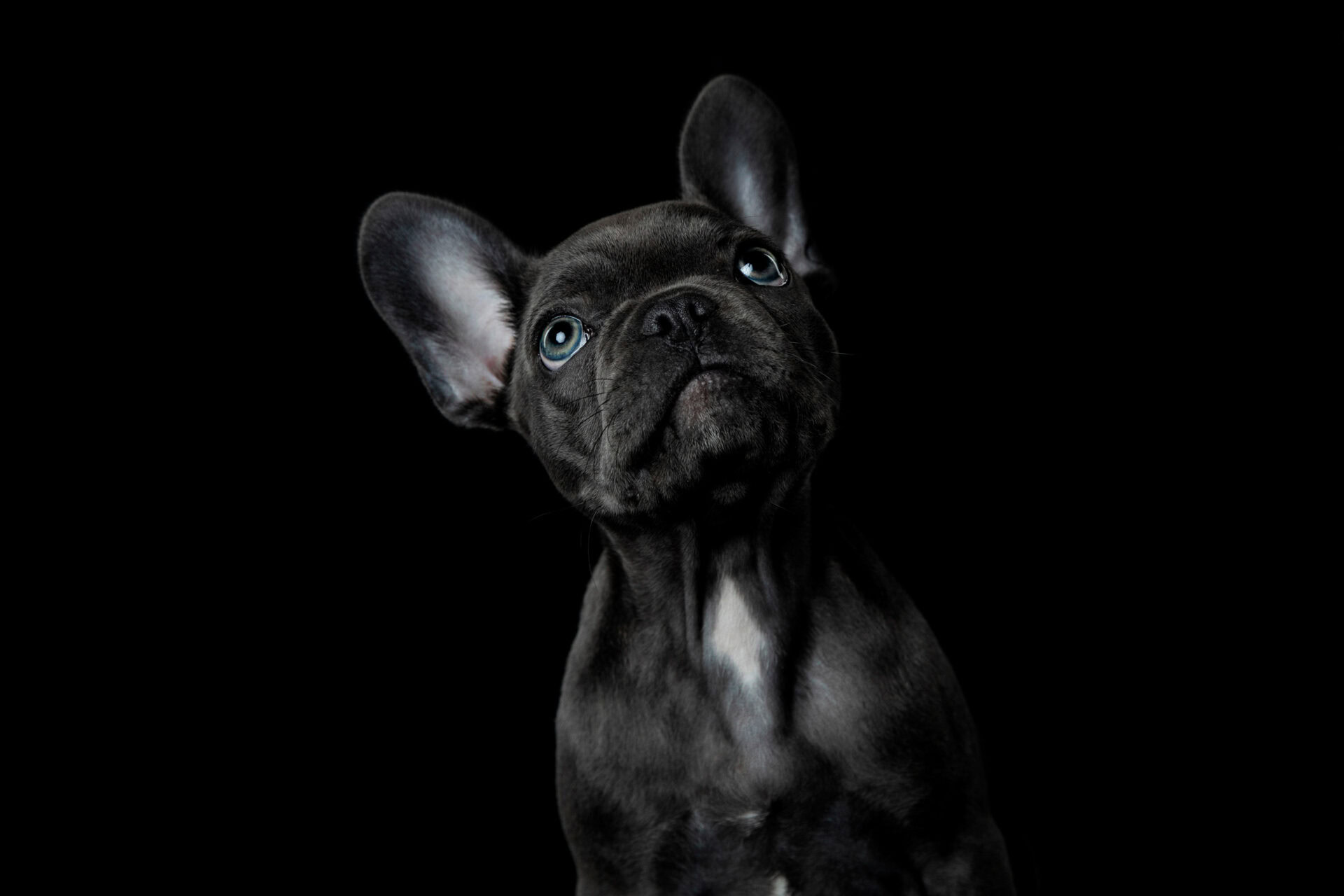 puppy op de foto