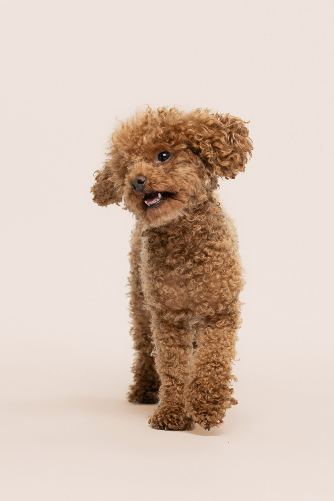 studio hondenfotoshoot almere